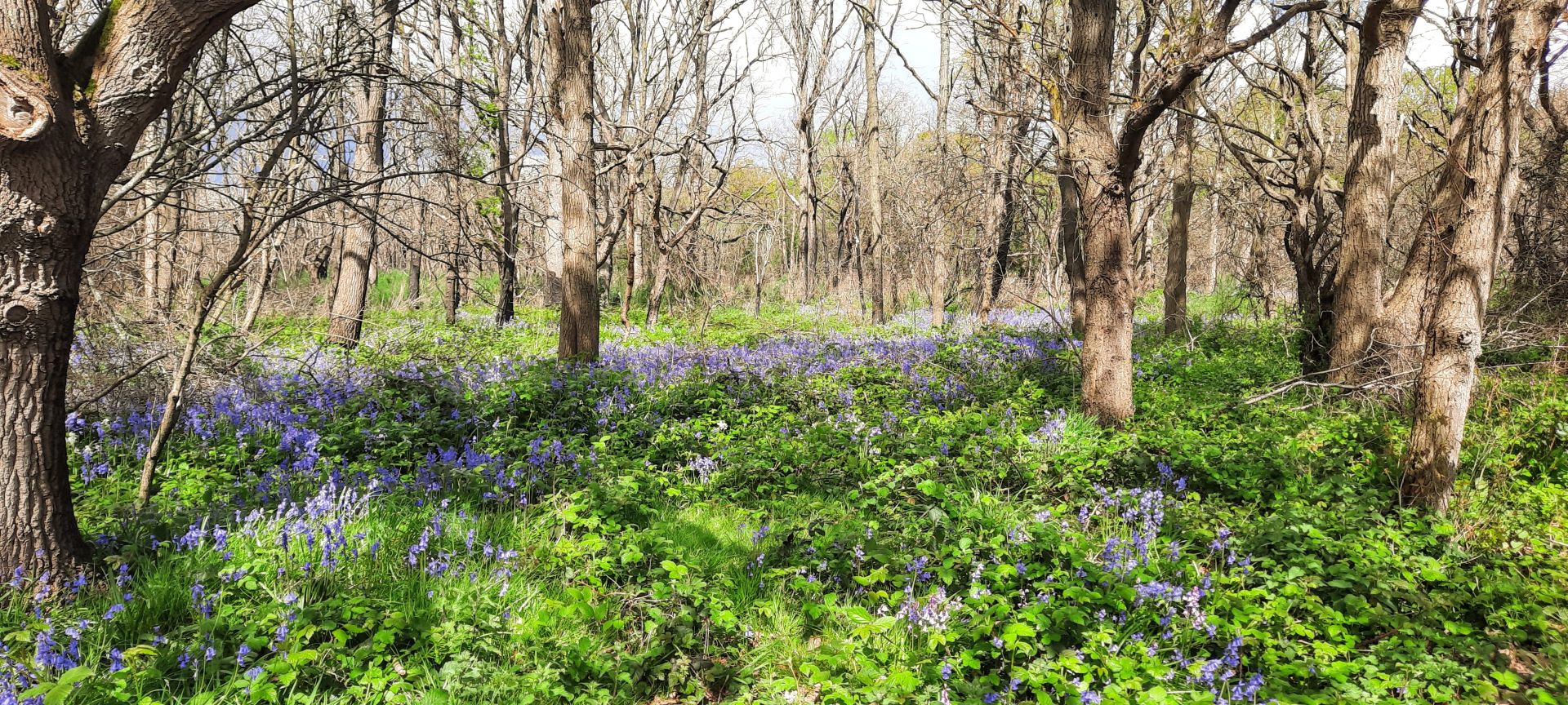 Bluebell woods
